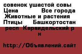 совенок ушастой совы › Цена ­ 5 000 - Все города Животные и растения » Птицы   . Башкортостан респ.,Караидельский р-н